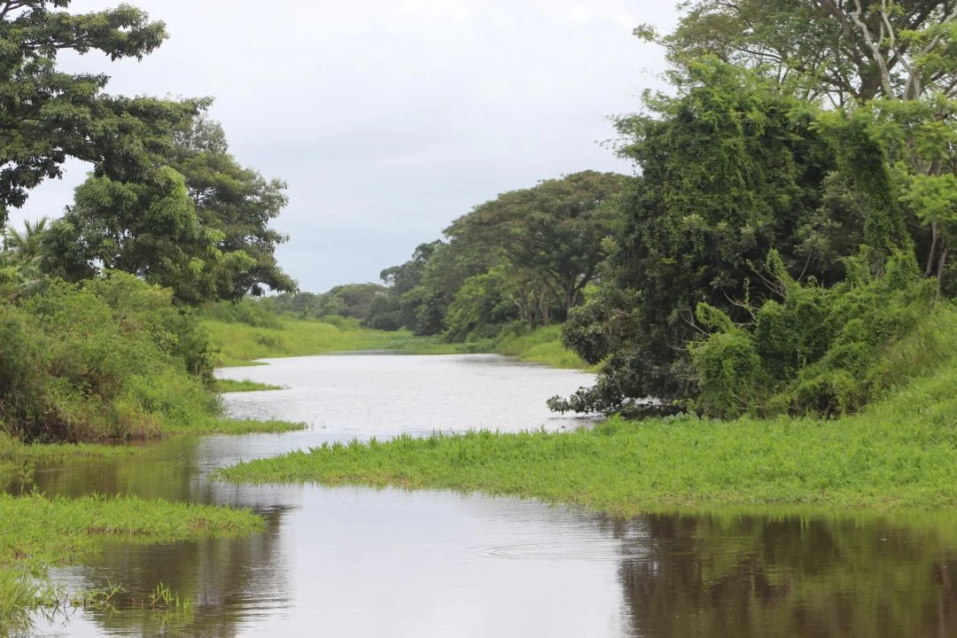 Nariva Swamp