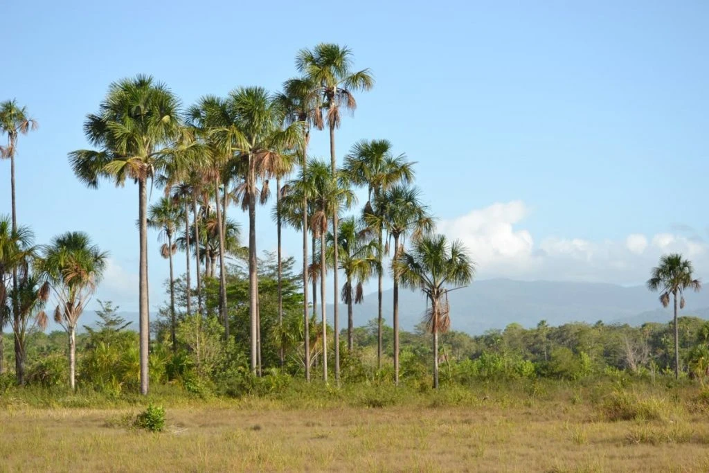Aripo Savannas