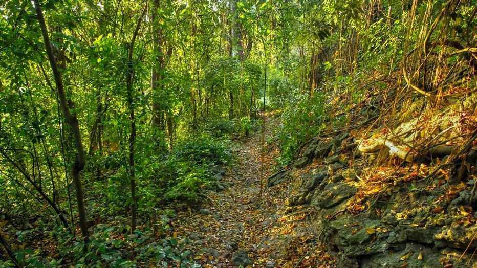 Turner's Hall Woods