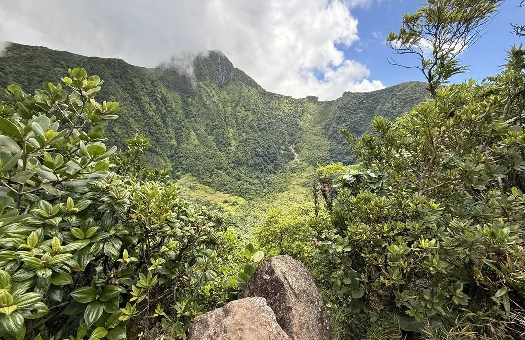 Central Forest