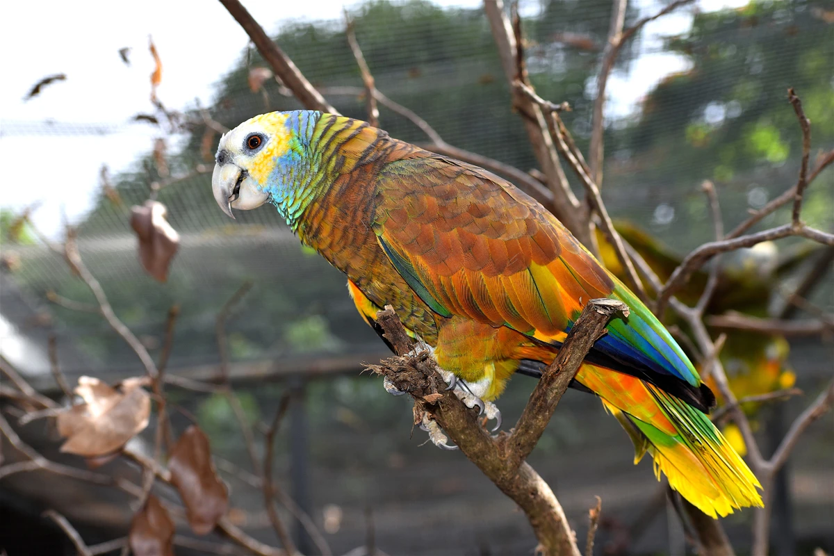 St. Vincent Parrot
