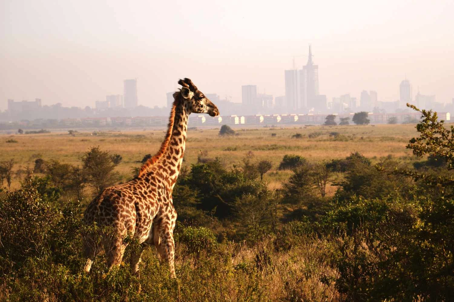 Nairobi
