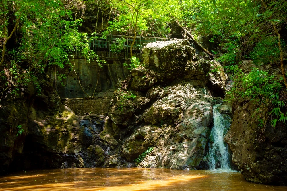 Bosque de Cinquera