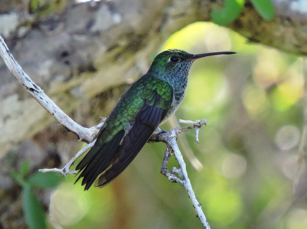 Colibrí Esmeralda Hondureño