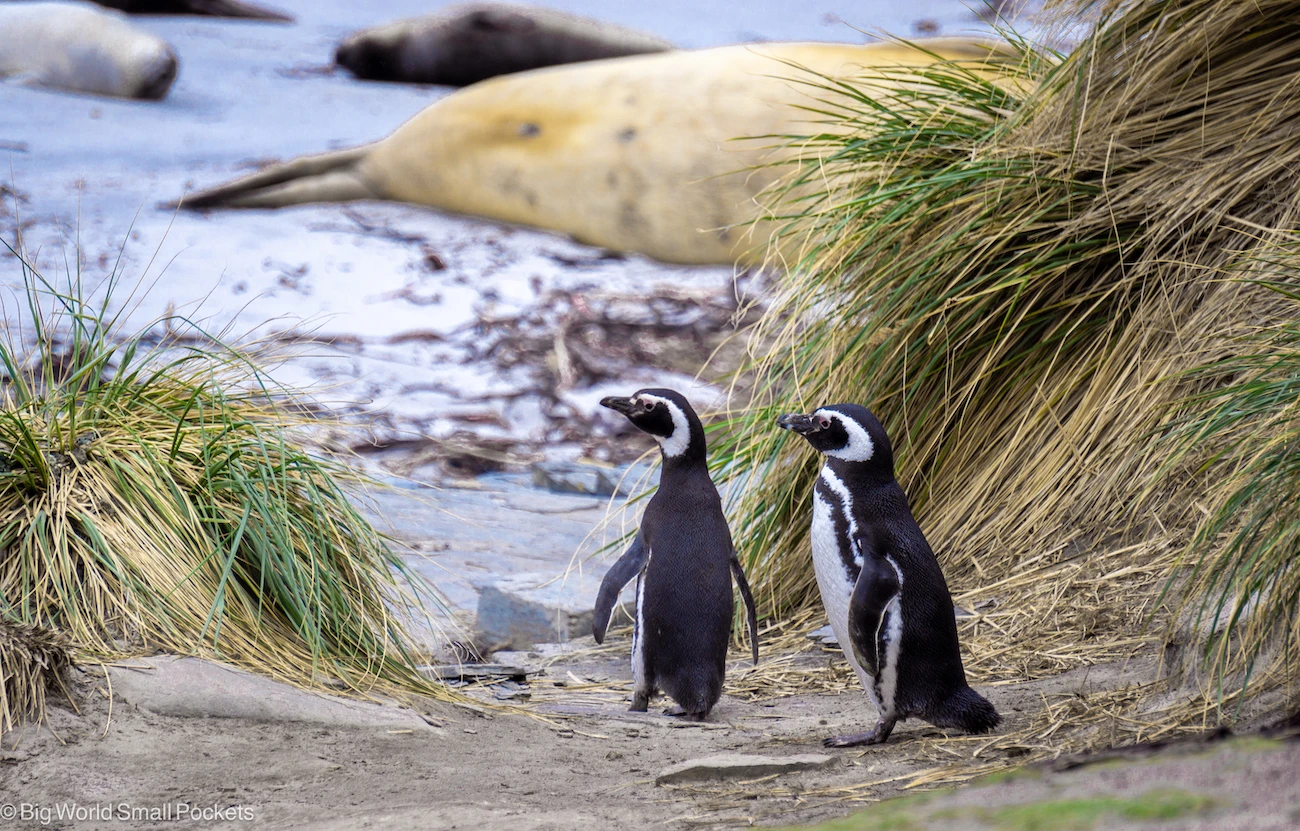 Sea Lion Island