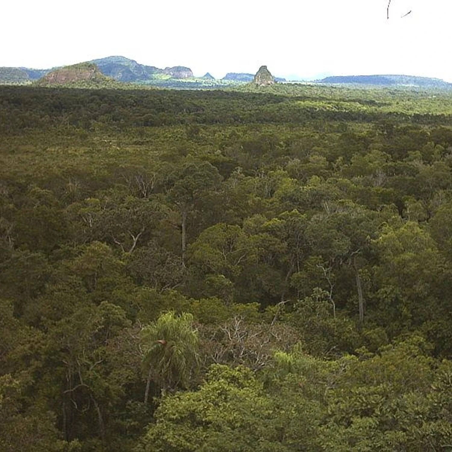Cerro Cabrera-Timané