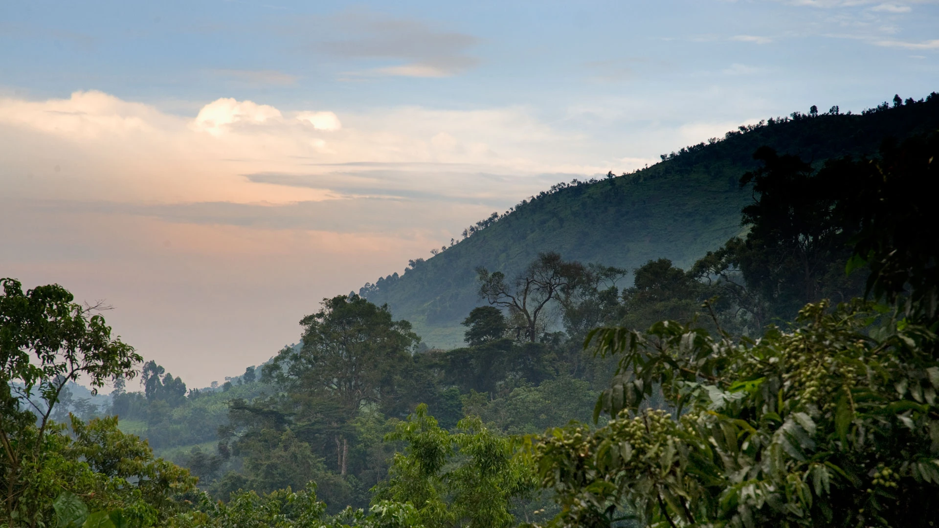 Bwindi Impenetrable