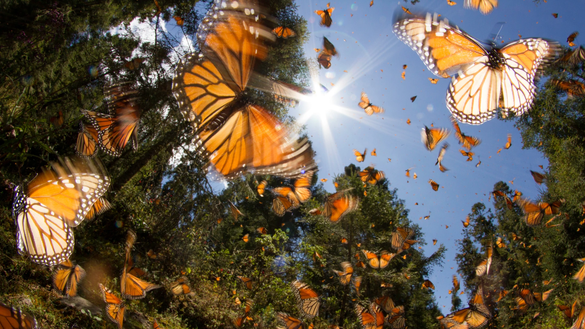 Mariposa Monarca