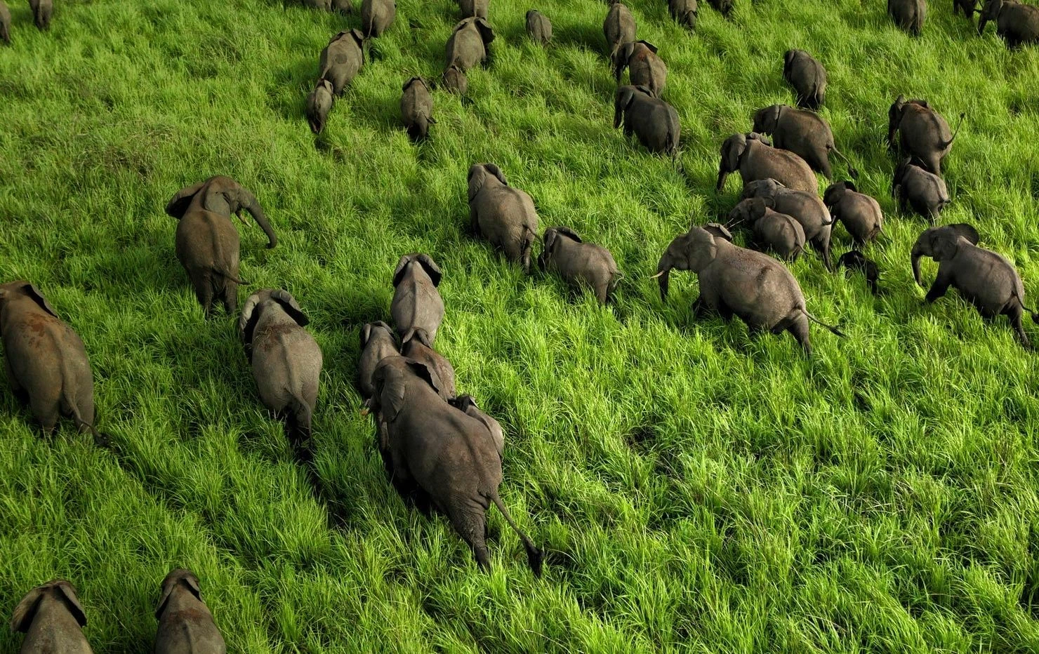 Garamba