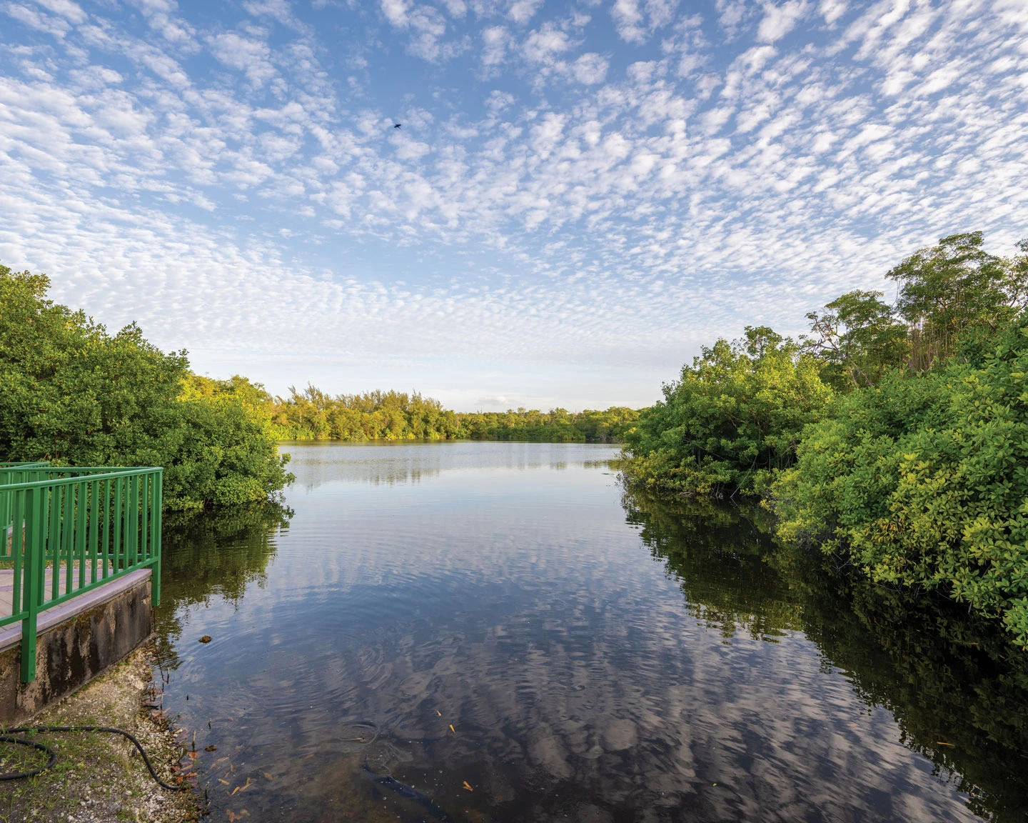 Graeme Hall Swamp