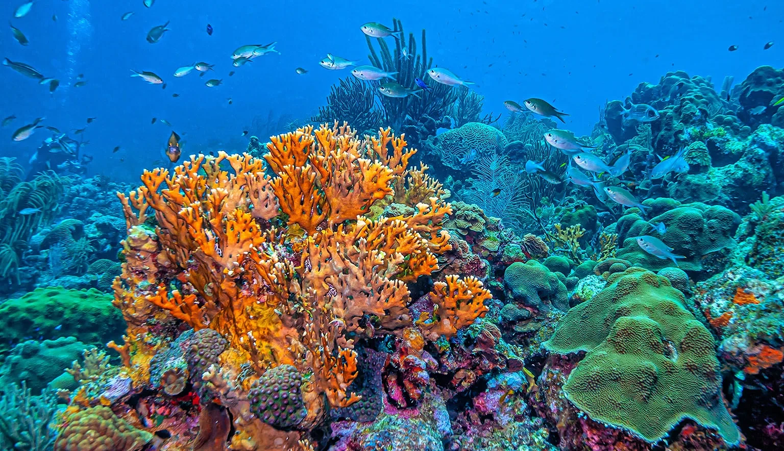 Bonaire