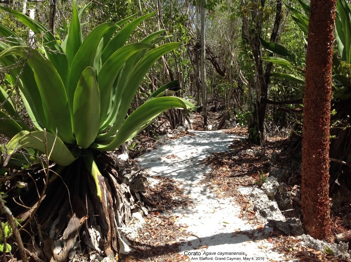 Colliers Wilderness Reserve