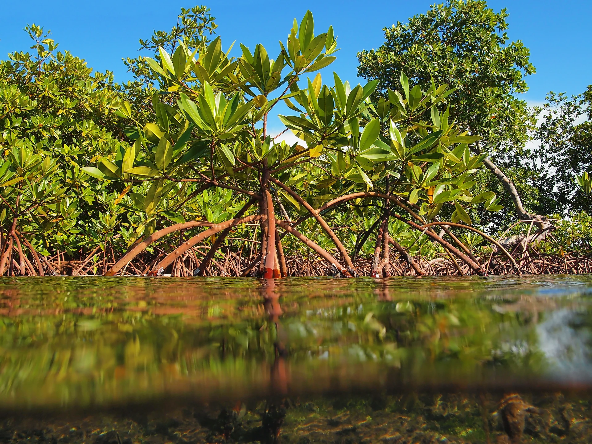 Central Mangrove Wetland