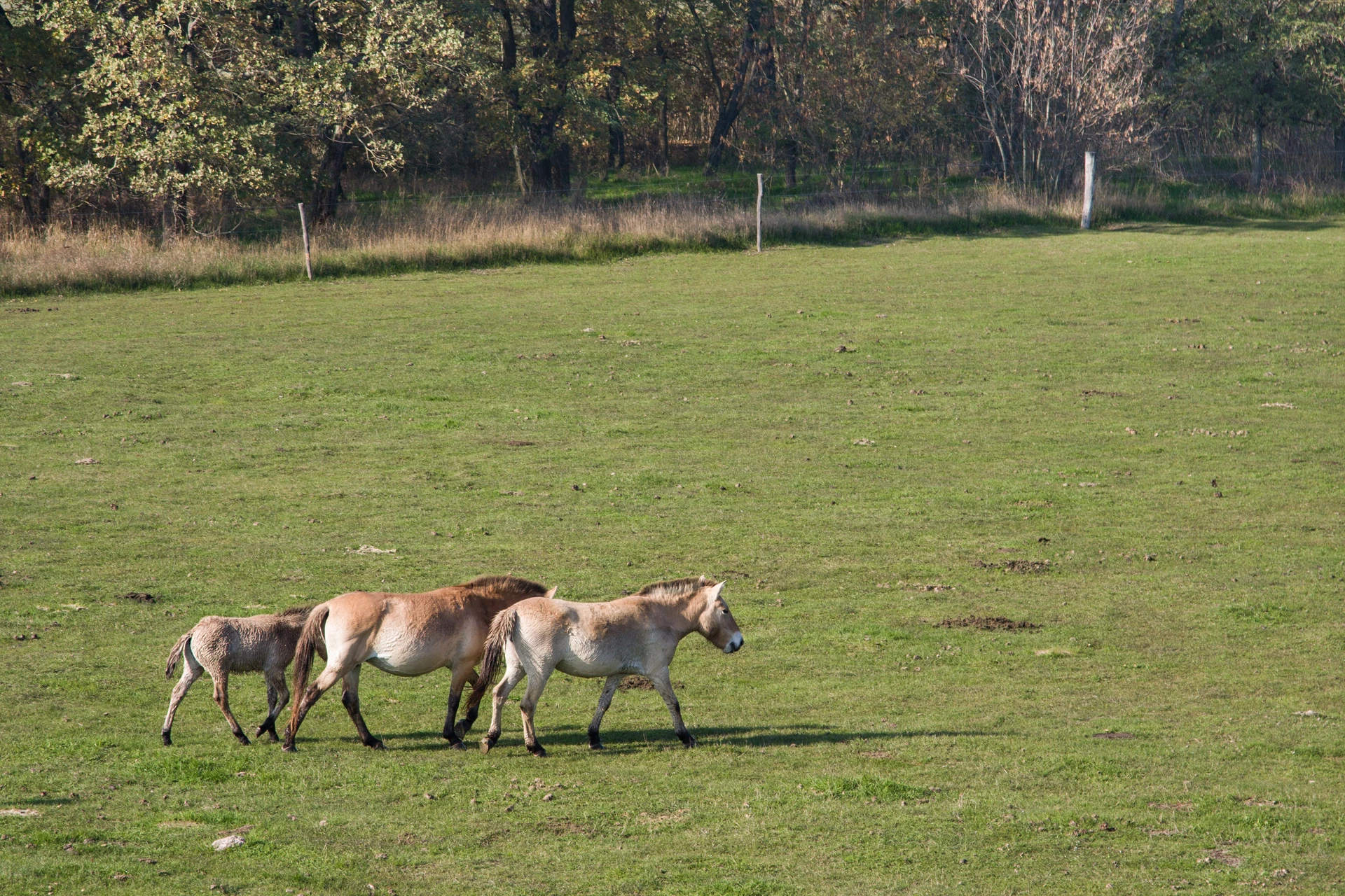 Hortobágy