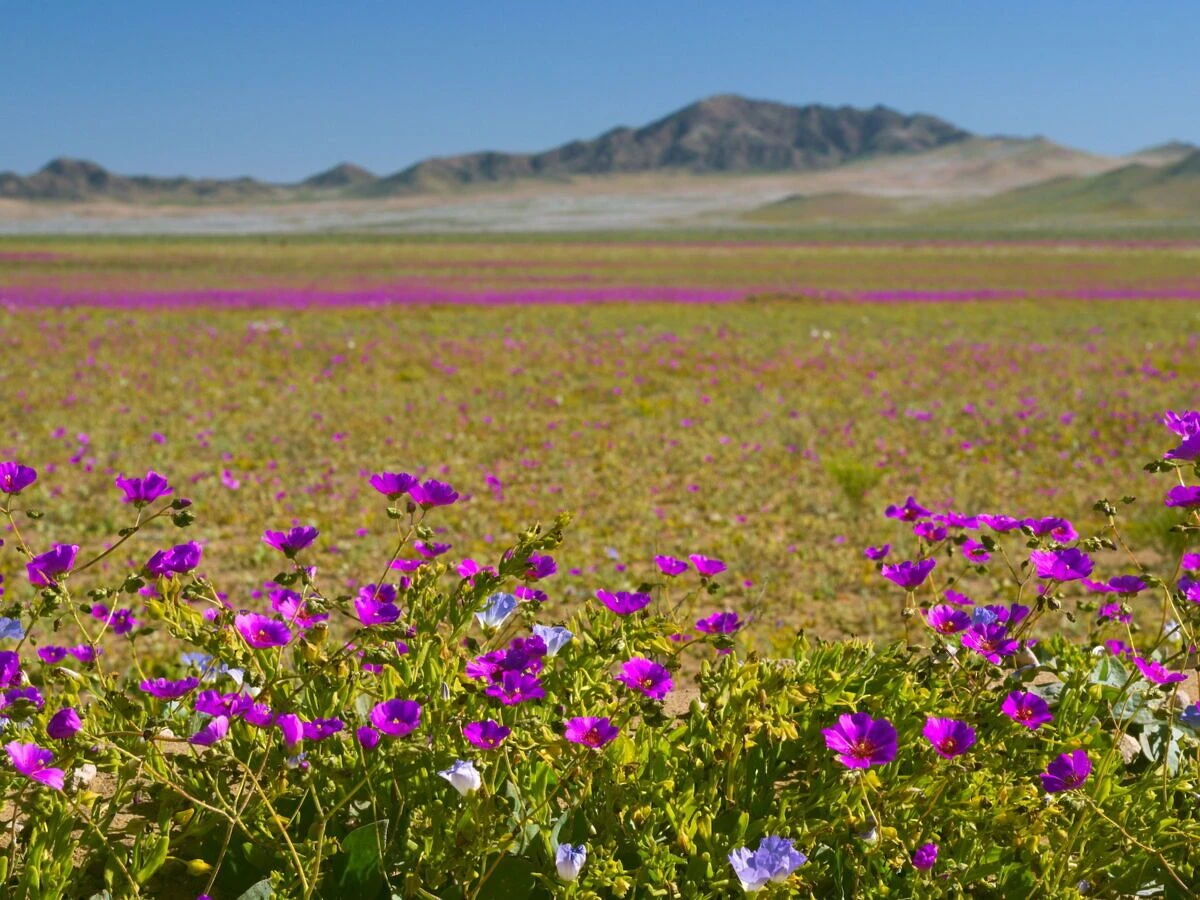 Desierto Florido