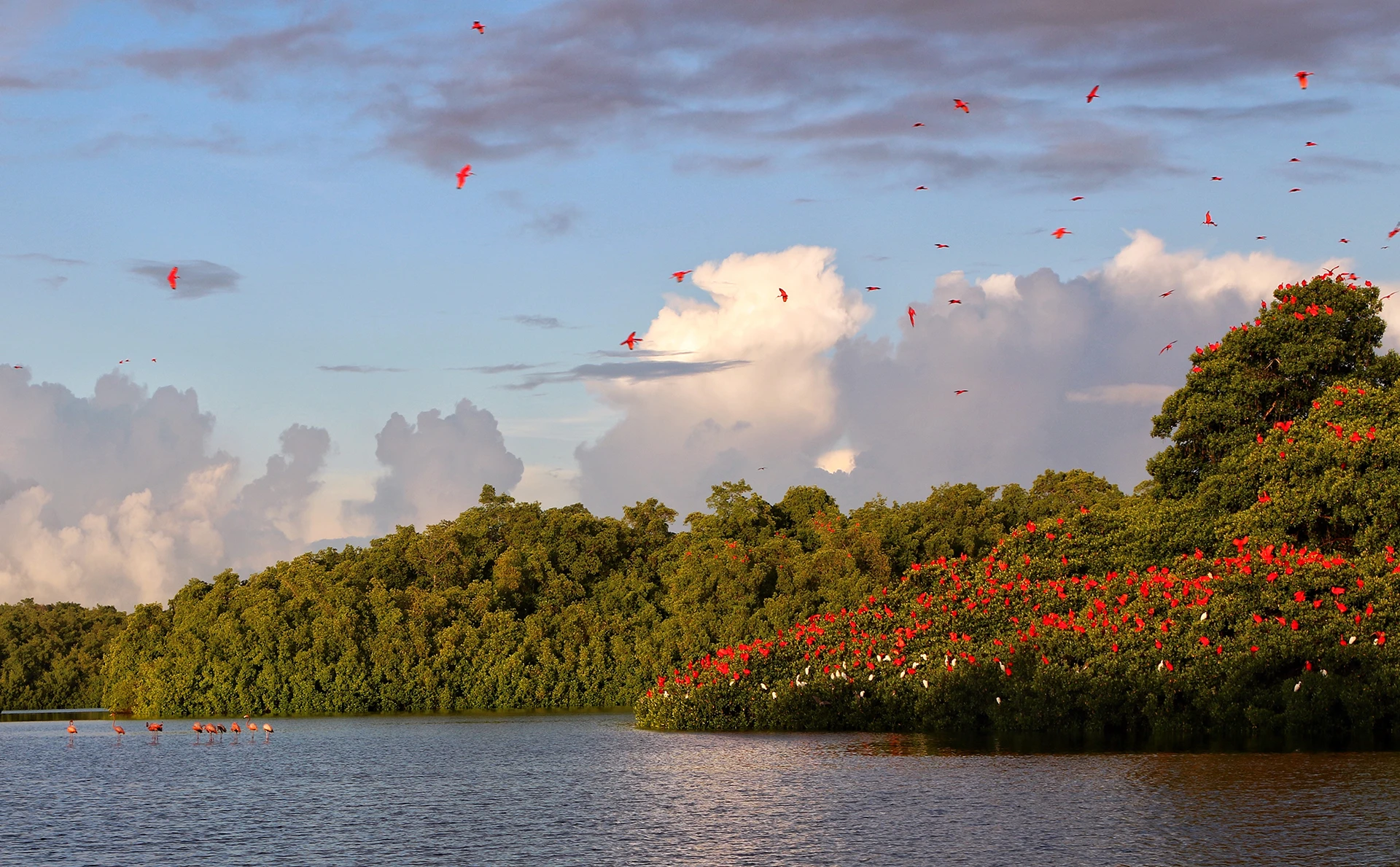 Caroni Swamp