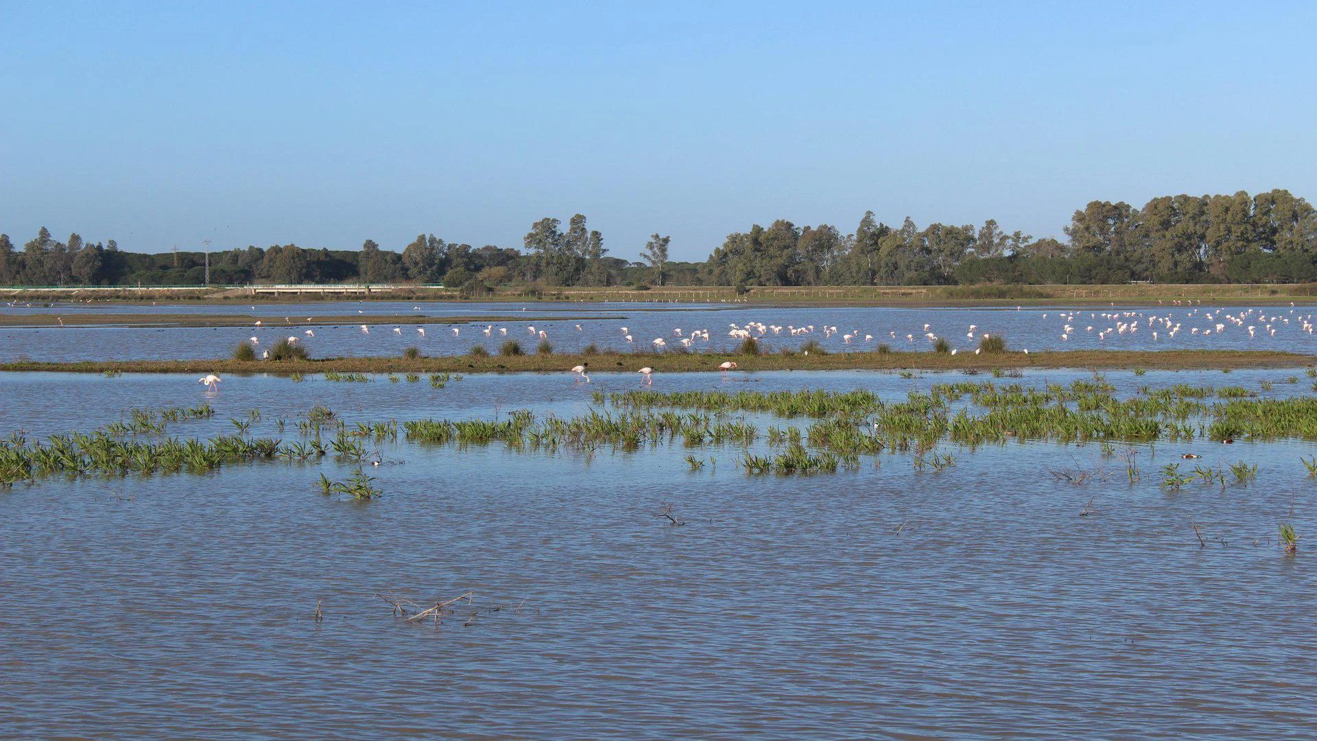 Doñana