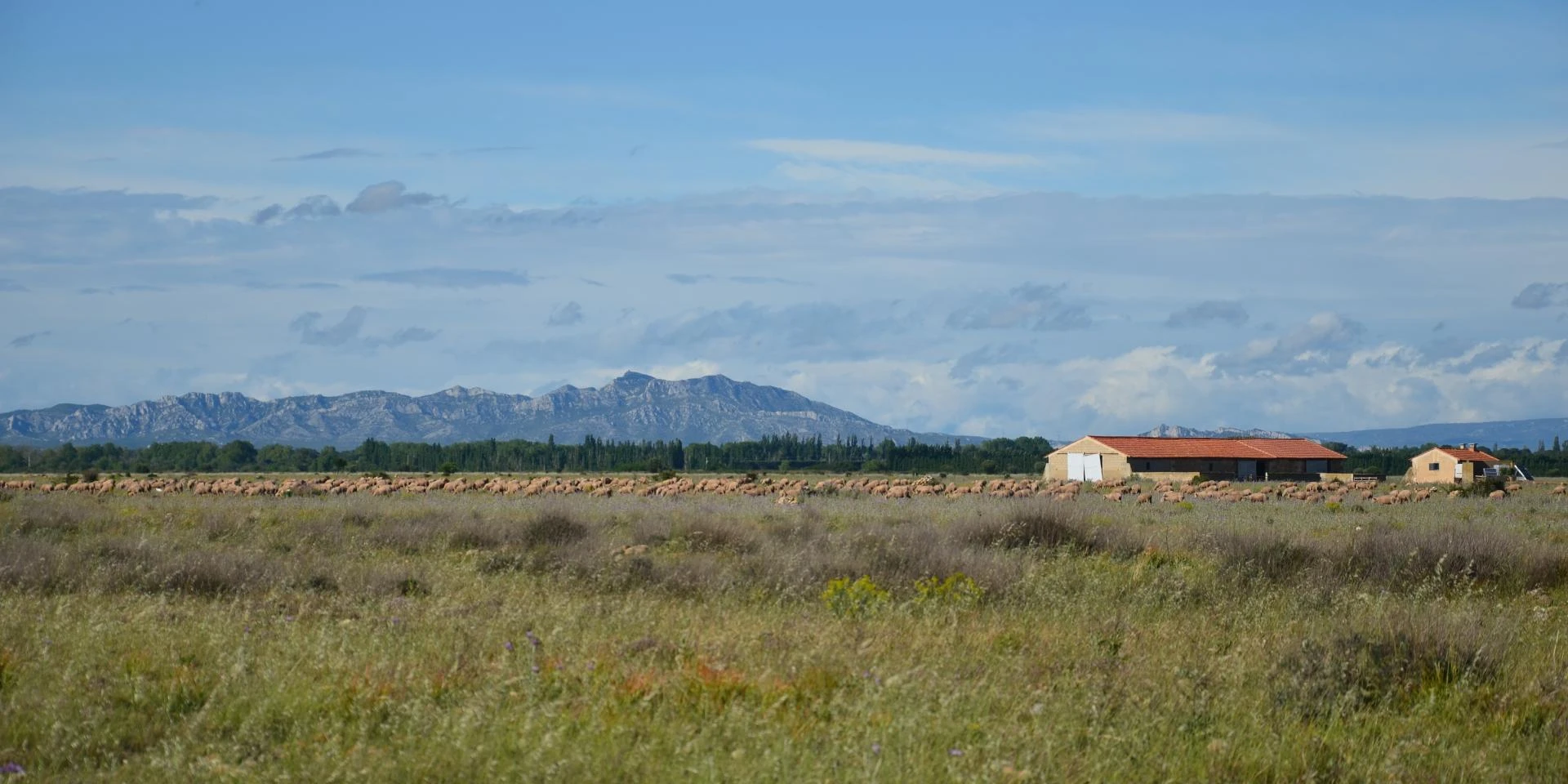 Coussouls de Crau