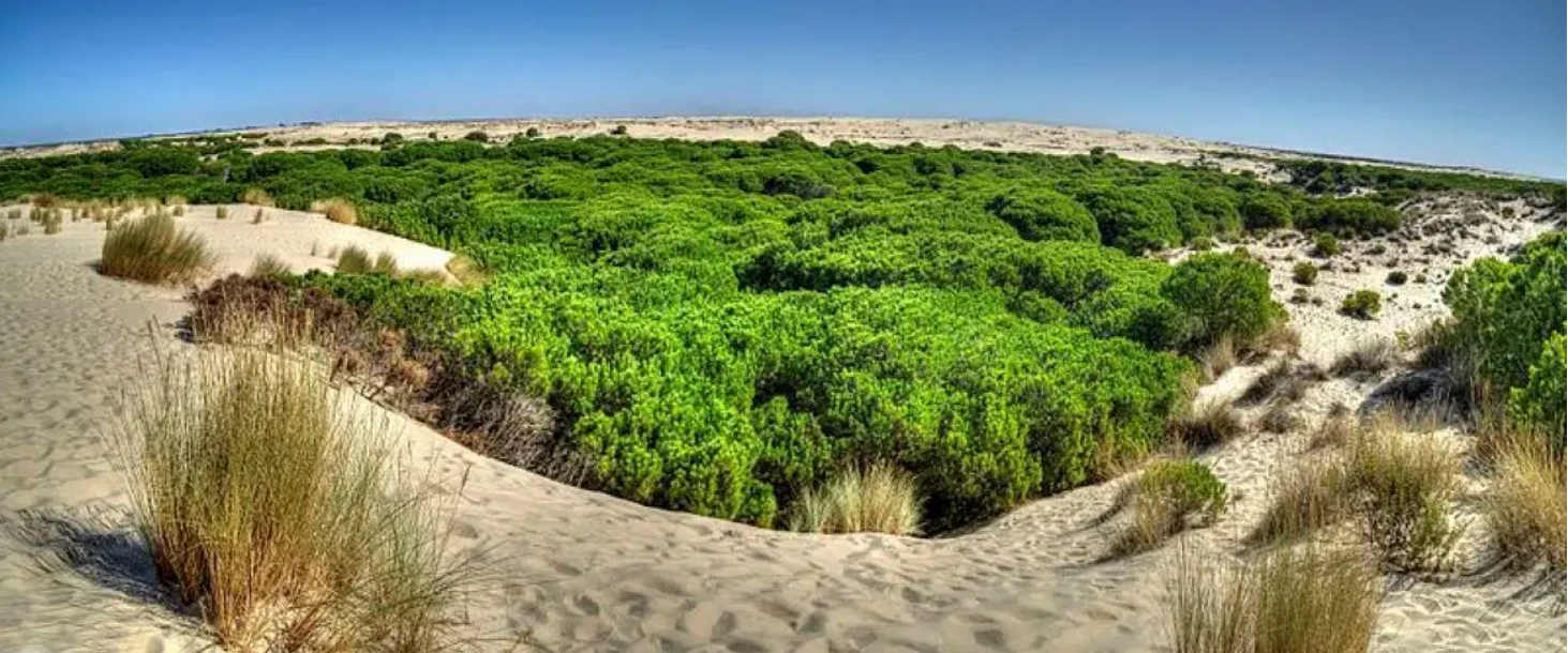 Doñana