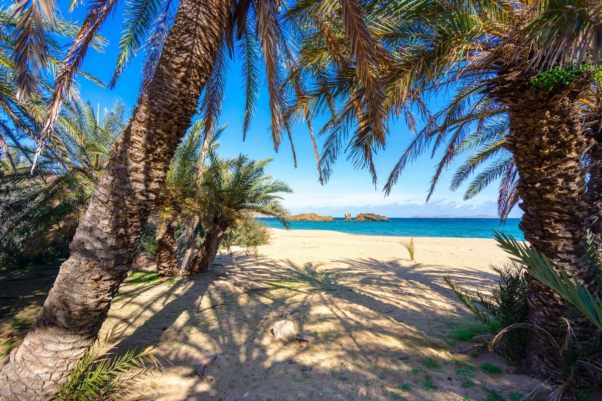 Vai Palm Forest