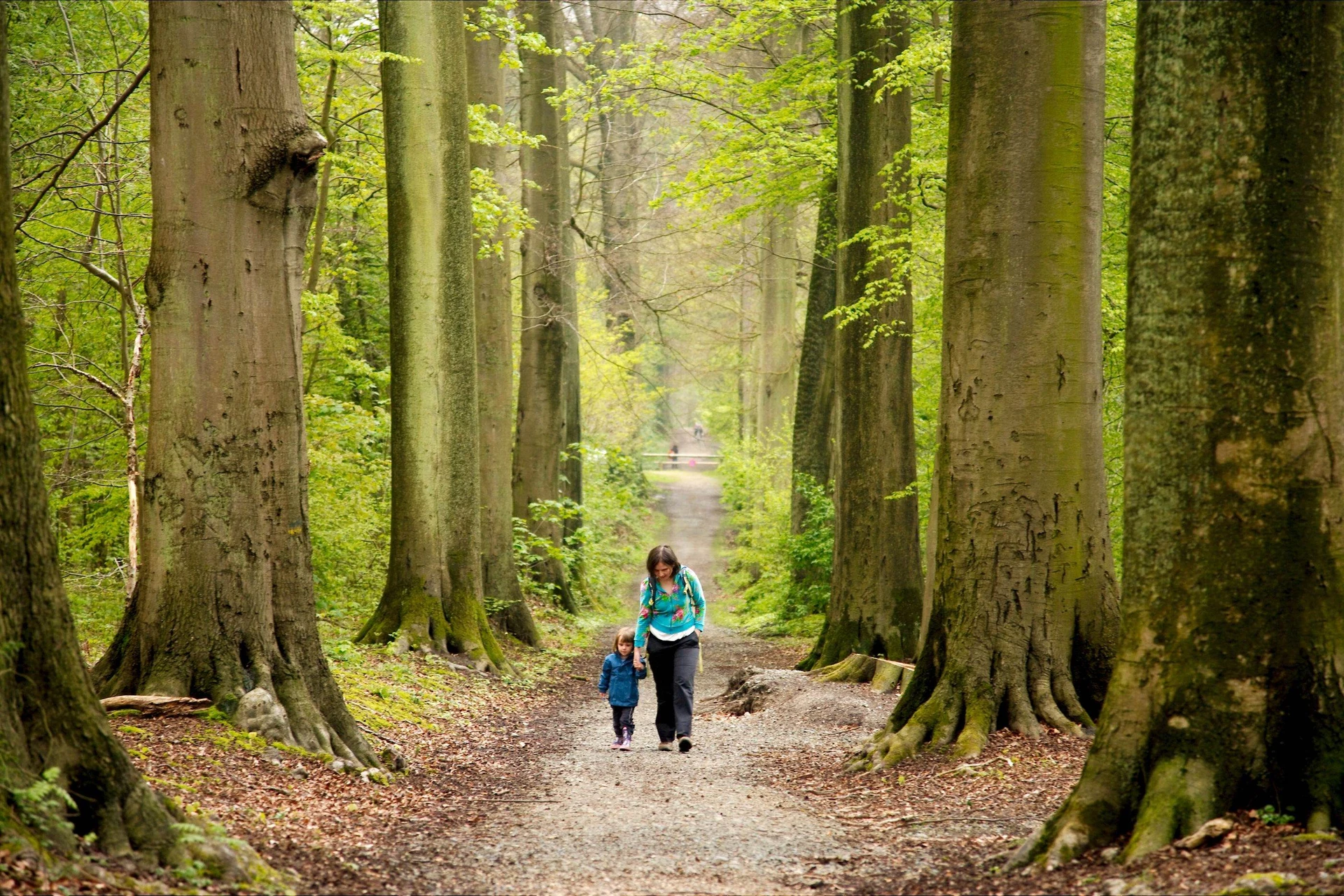 Brabantse Wouden