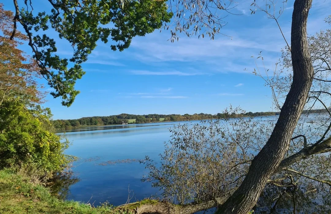 Gribskov
