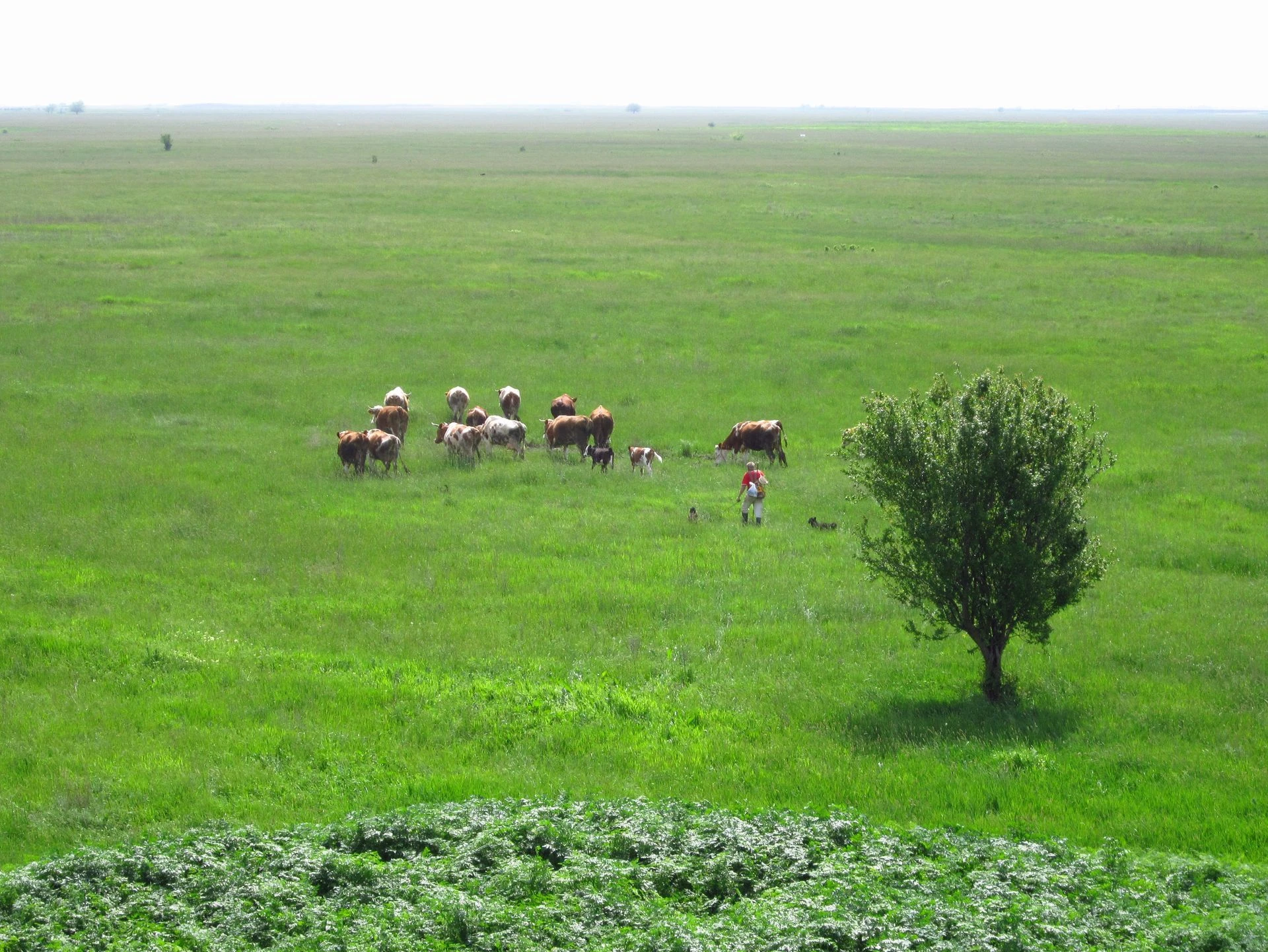 Pastures of the Great Bustard