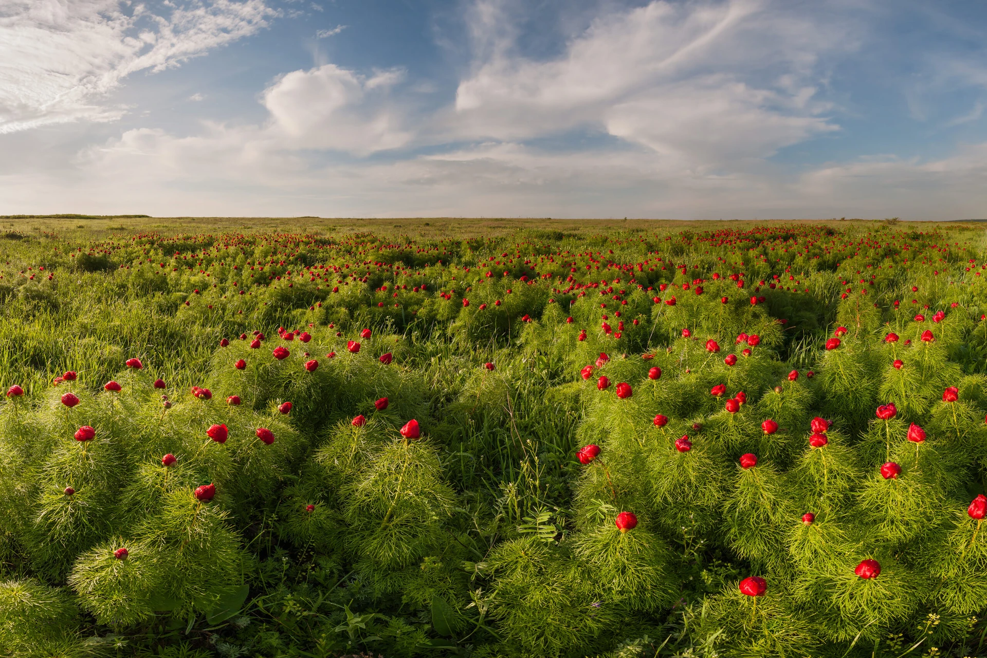 Ukrainian Steppe
