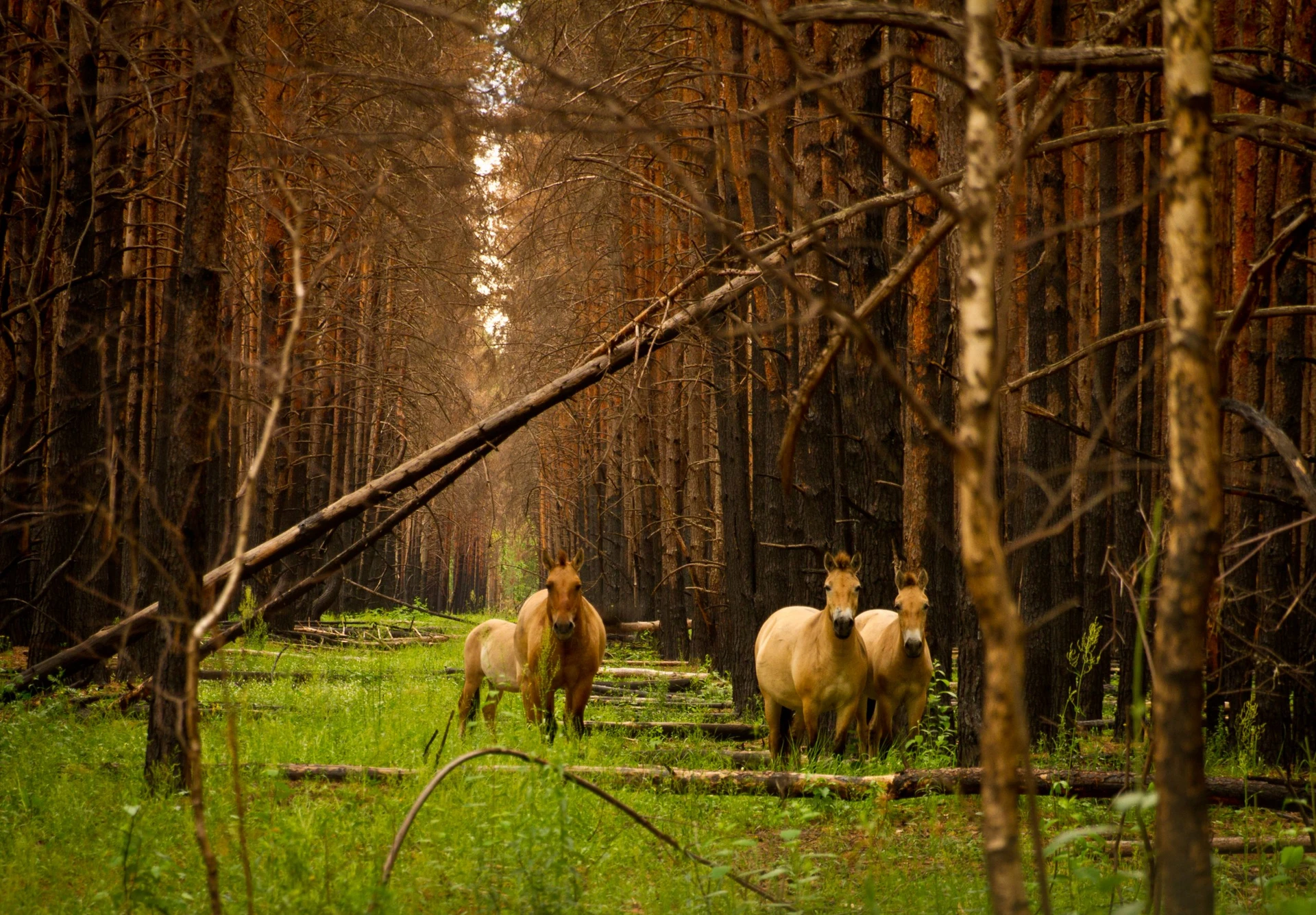 Chornobyl Radiation and Ecological