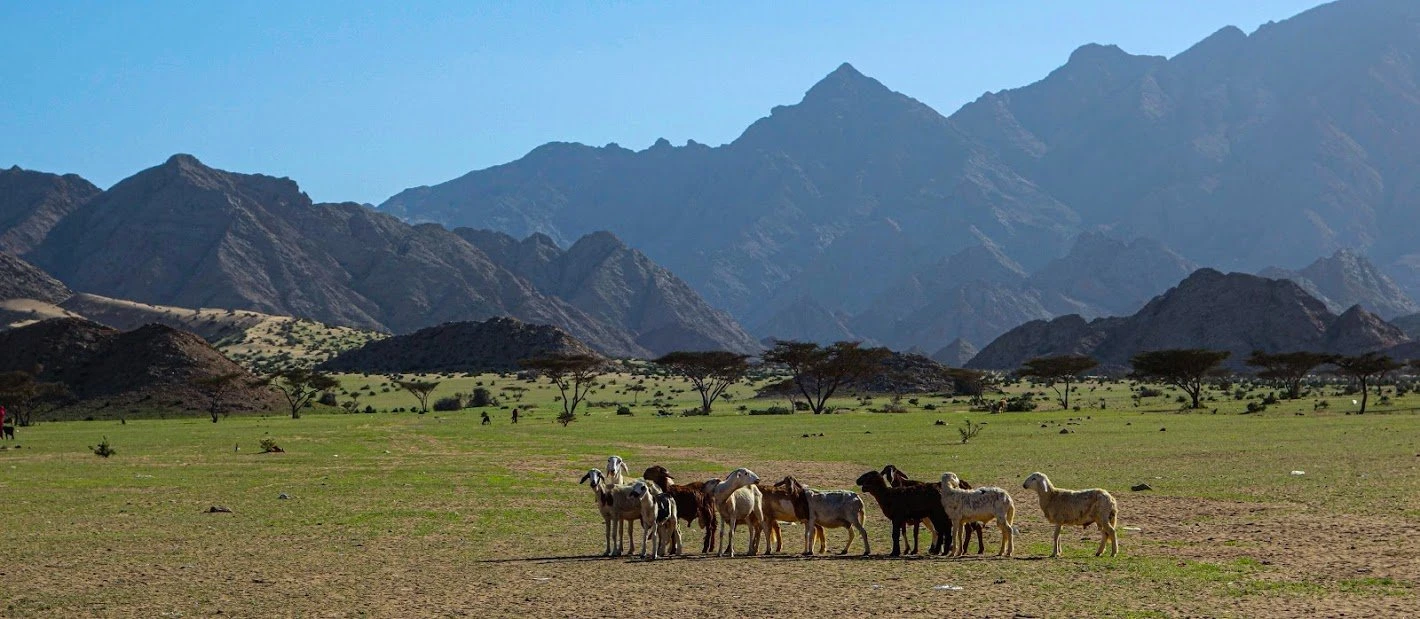 Gebel Elba