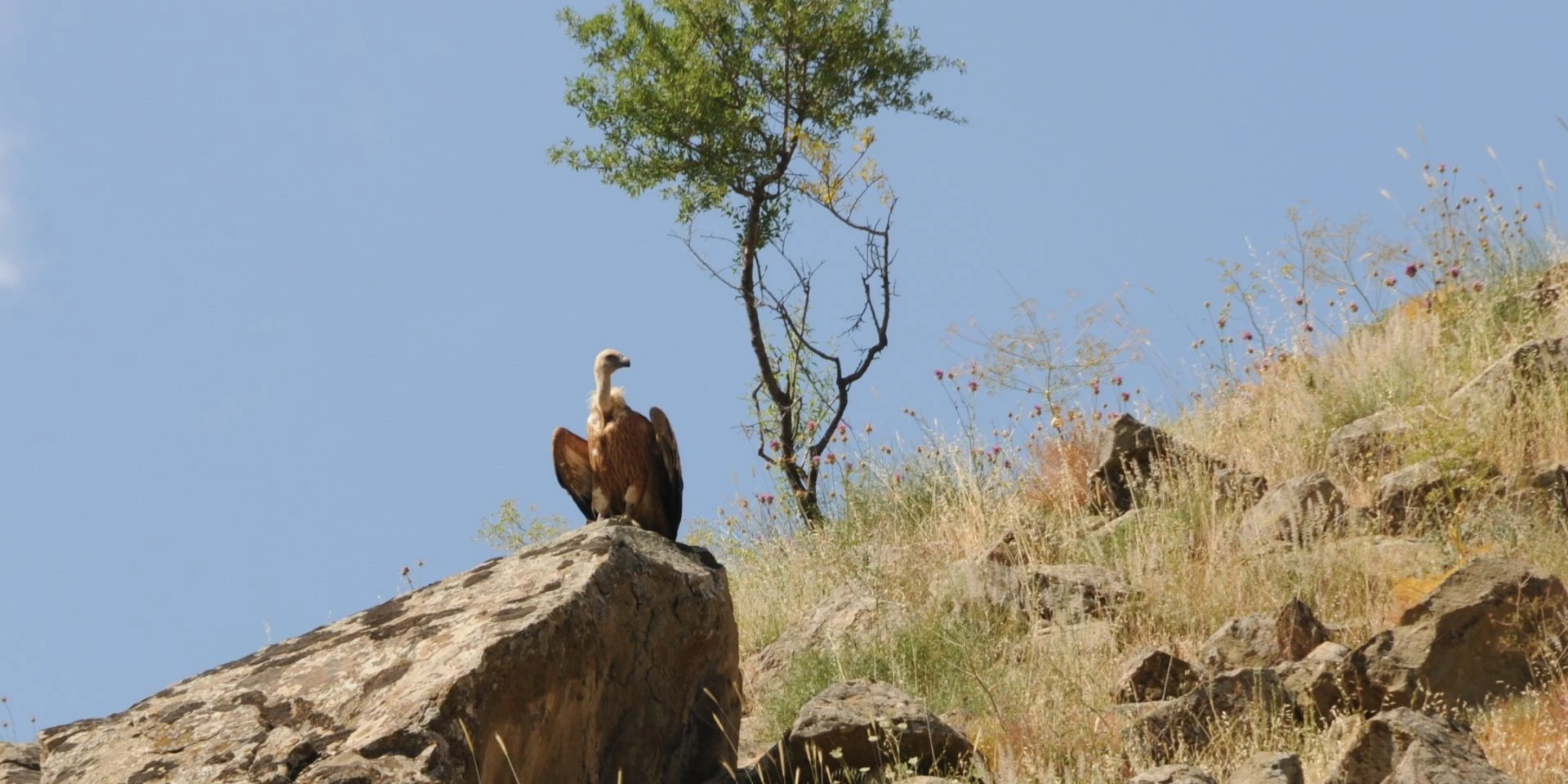 Sünt-Hasardag