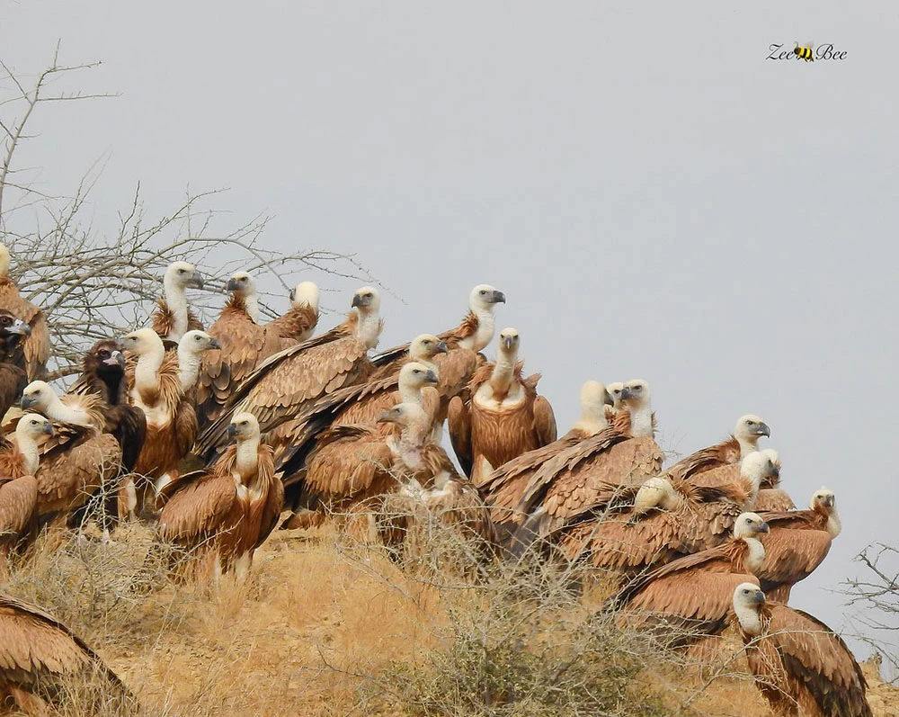 Kirthar