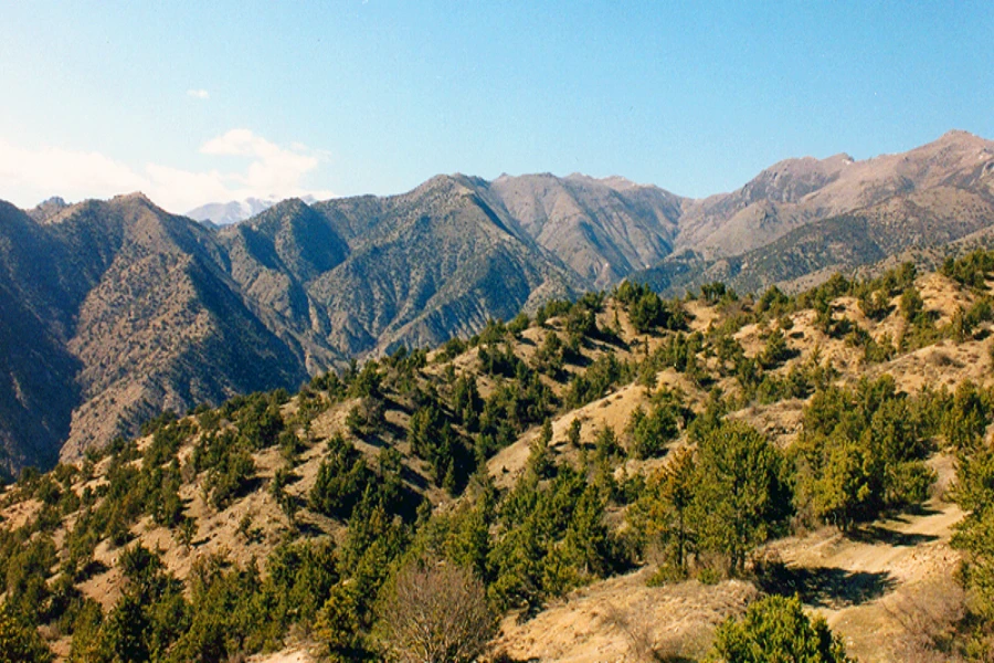 Arevik