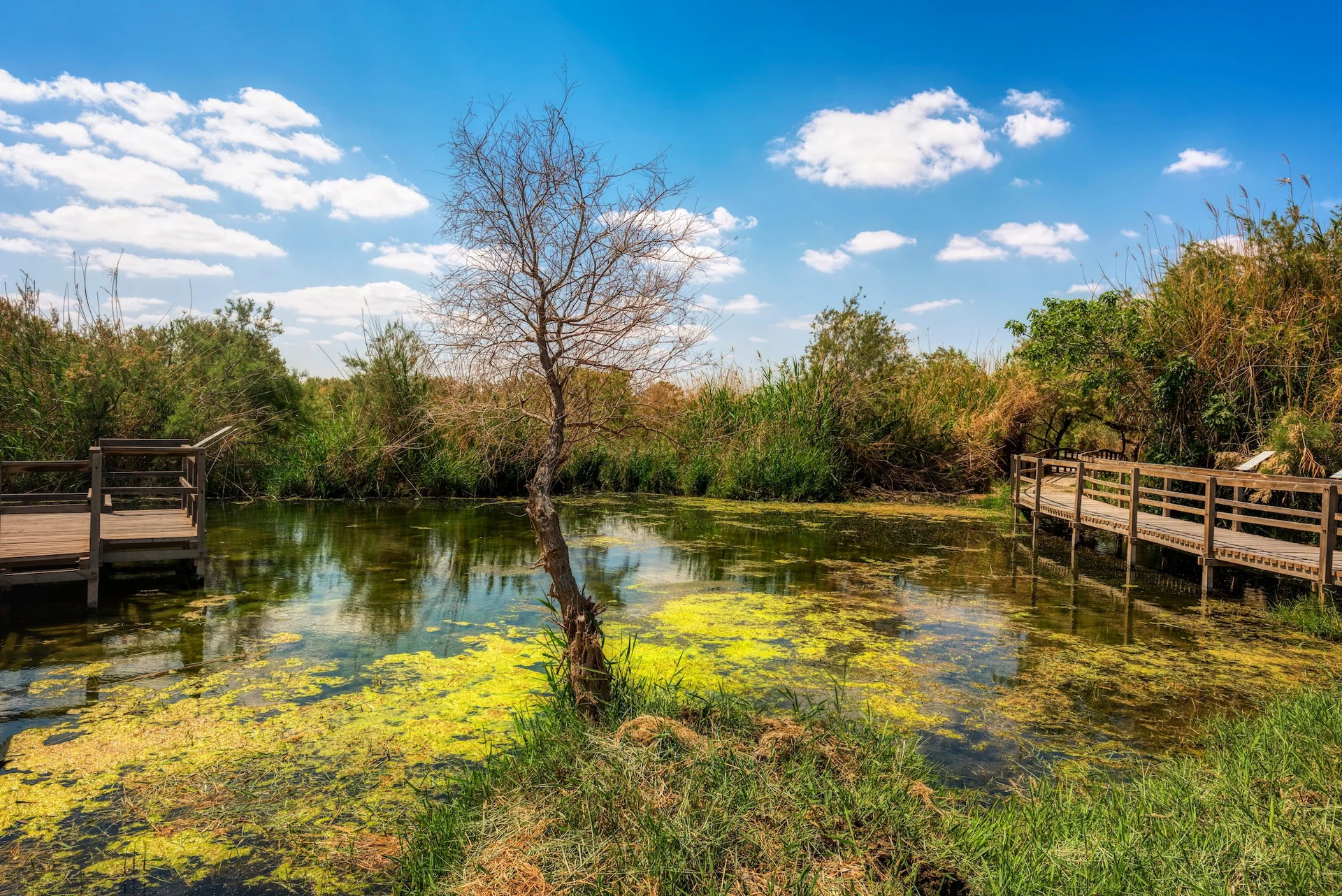Azraq Wetland