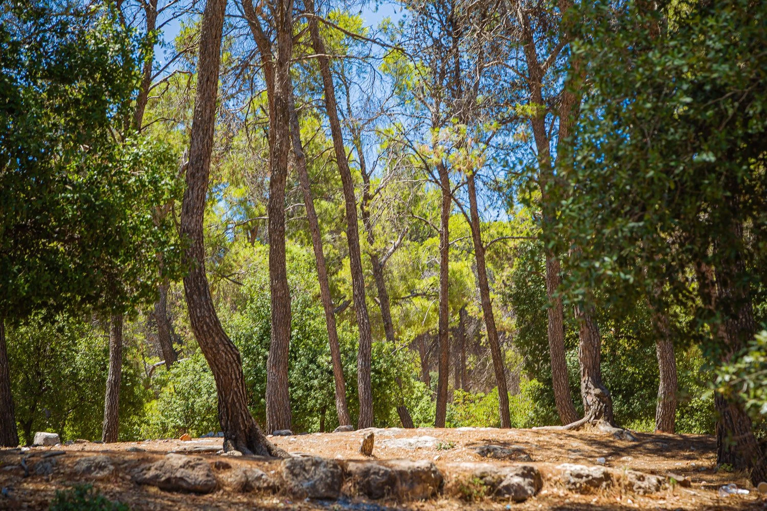 Dibeen Forest