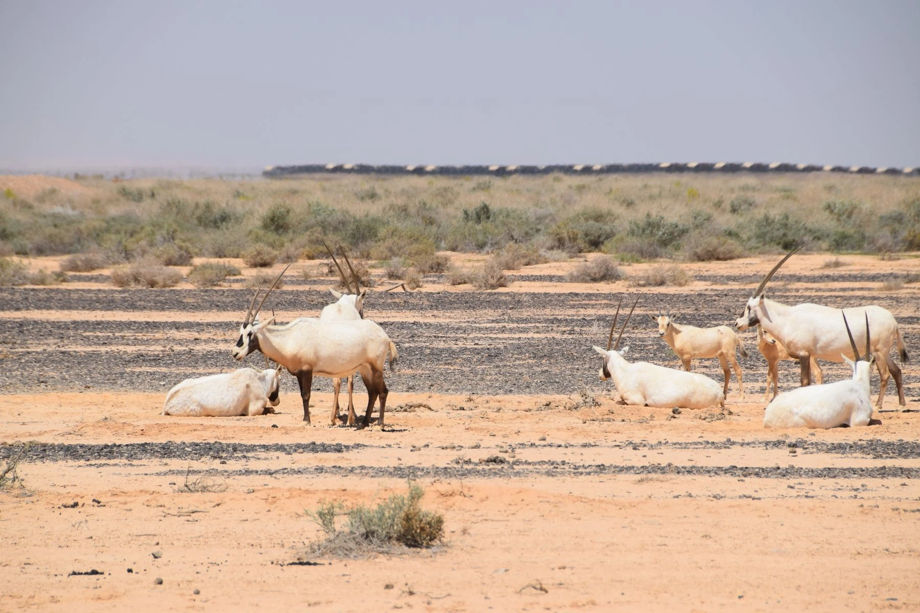 Shaumari Wildlife