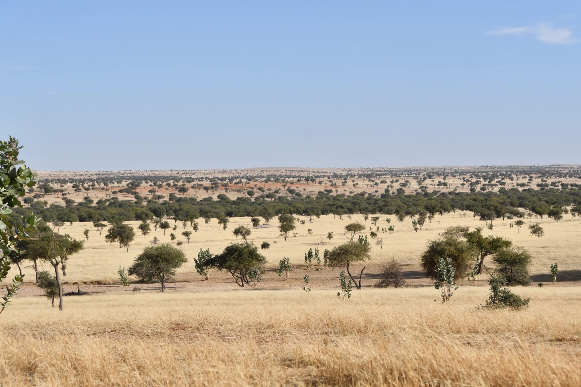 Gadabédji