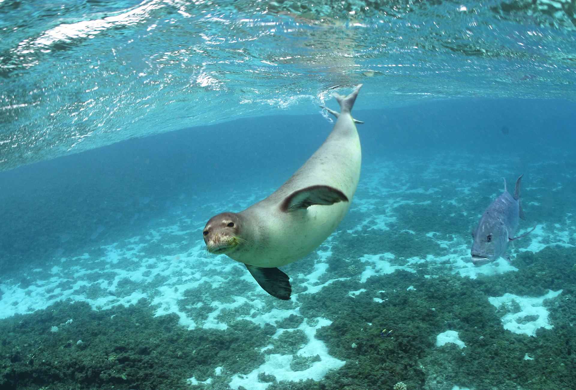 Papahanaumokuakea Marine