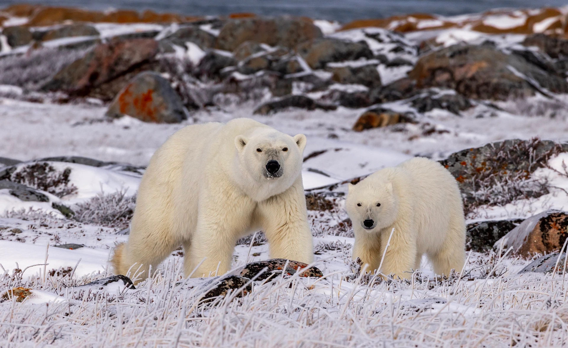 Polar Bear