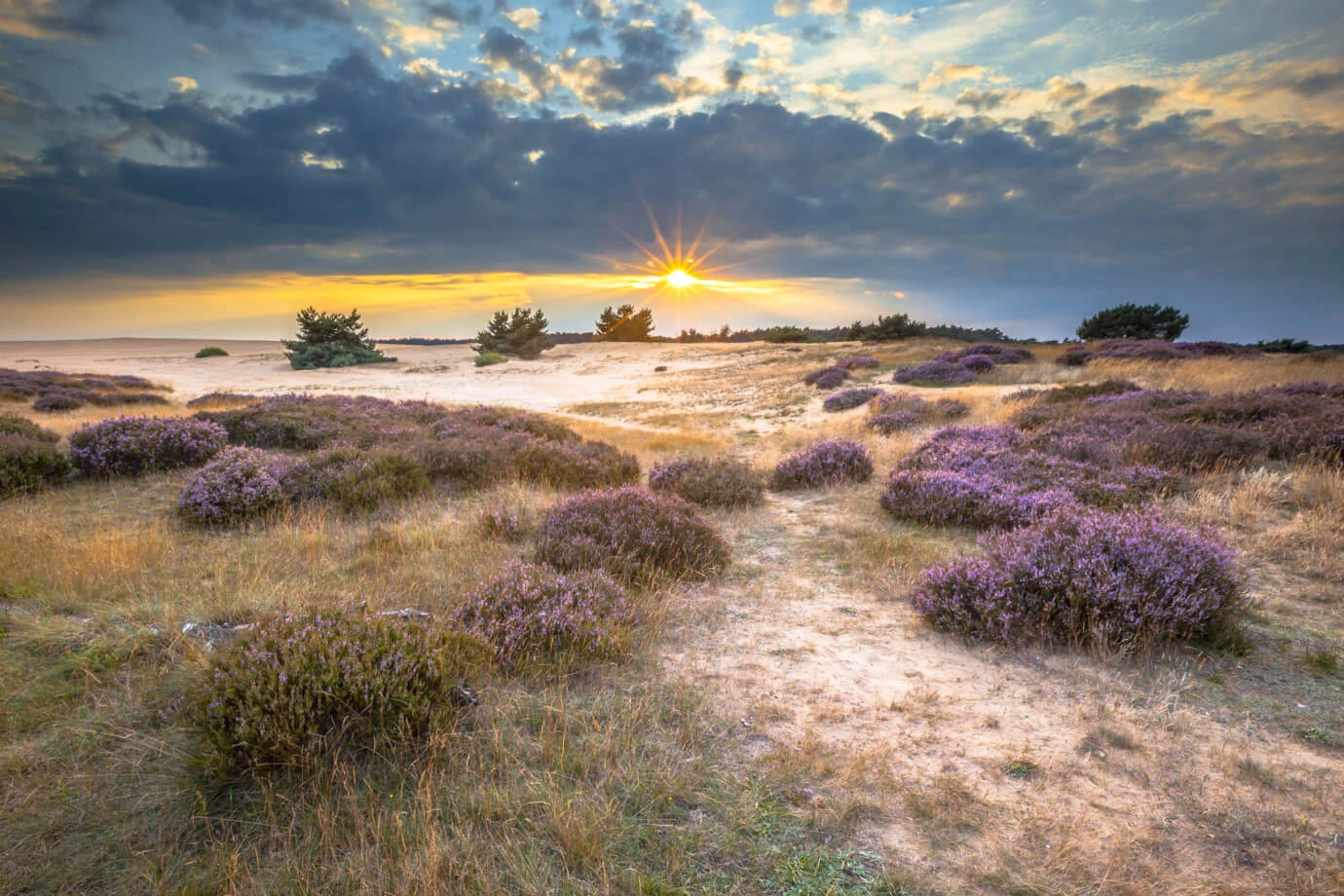 De Hoge Veluwe