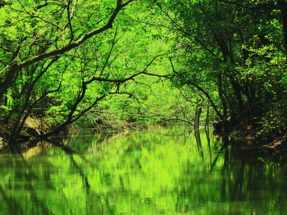 Sundarbans