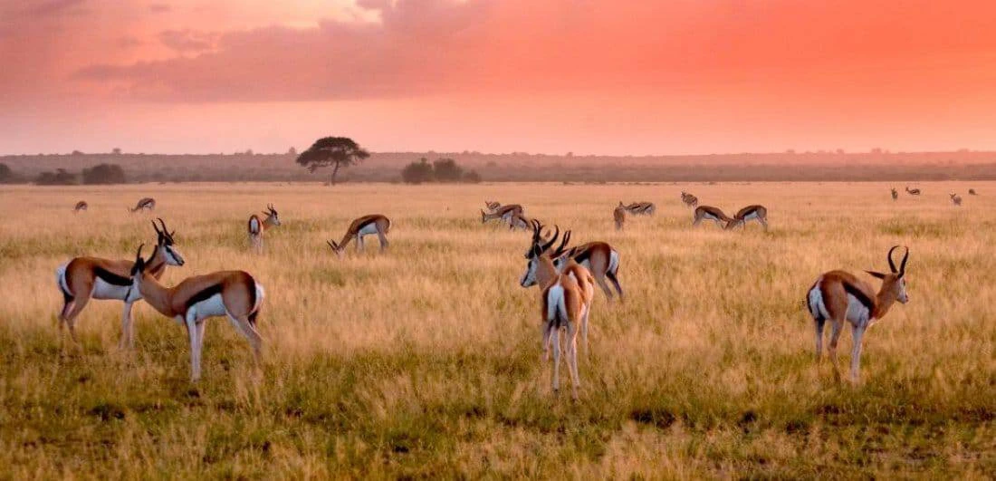 Central Kalahari