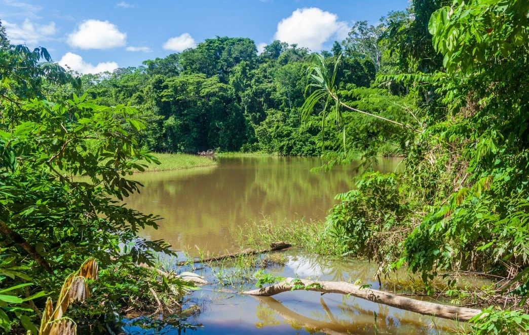 Madidi